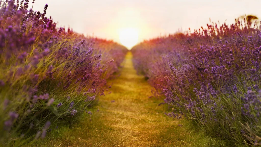 find-your-why-percorso-vita-2025